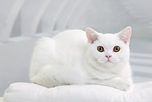 CAT 03 JE0341 01
White British Shorthair Kitten Laying On White Cushion