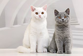 CAT 03 JE0344 01
Two British Shorthair Kittens Sitting In White Room