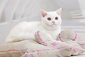 CAT 03 JE0345 01
White British Shorthair Kitten Laying On Mouse Pillow