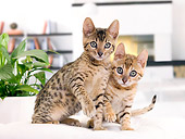 CAT 03 JE0346 01
Two Bengal Kittens Sitting On White Cushion