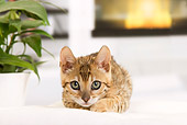 CAT 03 JE0348 01
Bengal Kitten Laying On White Cushion