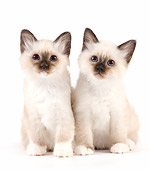 CAT 03 JE0349 01
Two Birman Kittens Sitting On White Seamless