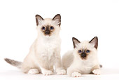 CAT 03 JE0350 01
Two Birman Kittens On White Seamless