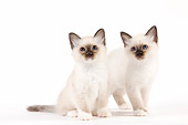 CAT 03 JE0351 01
Two Birman Kittens On White Seamless