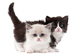 CAT 03 JE0354 01
Two Munchkin Kittens On White Seamless