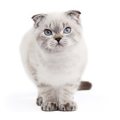 CAT 03 JE0357 01
Scottish Fold Kitten Standing On White Seamless