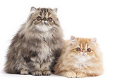 CAT 03 JE0358 01
Two Persian Kittens On White Seamless