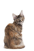 CAT 03 JE0361 01
Maine Coon Kitten Sitting On White Seamless