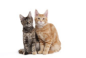CAT 03 JE0362 01
Maine Coon And Red Tabby Kittens Sitting On White Seamless