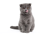 CAT 03 JE0363 01
Blue Scottish Fold Kitten Sitting On White Seamless