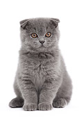 CAT 03 JE0364 01
Blue Scottish Fold Kitten Sitting On White Seamless