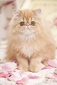 CAT 03 JE0365 01
Persian Kitten Sitting On Pink Rose Petals