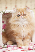 CAT 03 JE0366 01
Persian Kitten Sitting In Basket By Pink Rose Petals