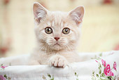 CAT 03 JE0368 01
British Shorthair Kitten Sitting In Basket