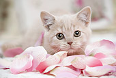 CAT 03 JE0369 01
British Shorthair Kitten Laying In Pink Rose Petals