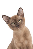 CAT 03 JE0371 01
Sable Burmese Kitten Sitting On White Seamless
