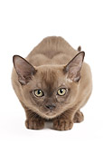 CAT 03 JE0372 01
Sable Burmese Kitten Crouching On White Seamless
