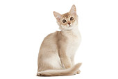 StarClan: Info+Registration CAT-03-JE0373-01T