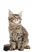CAT 03 JE0374 01
Maine Coon Kitten Sitting On White Seamless