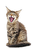 CAT 03 JE0377 01
Maine Coon Kitten Yawning On White Seamless