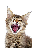CAT 03 JE0378 01
Portrait Of Maine Coon Kitten Yawning On White Seamless