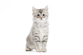 CAT 03 JE0380 01
Turkish Angora Kitten Sitting On White Seamless