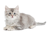 CAT 03 JE0381 01
Turkish Angora Kitten Laying On White Seamless