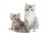CAT 03 JE0382 01
Two Turkish Angora Kittens On White Seamless