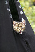 CAT 03 JE0383 01
Brown Tabby Kitten In Black Sack