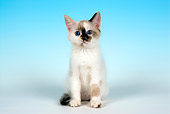 CAT 03 JF0027 02
Siamese Mixed-Breed Kitten Sitting On Seamless