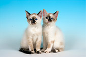 CAT 03 JF0032 01
Two Siamese Mixed-Breed Kittens Sitting On Seamless