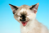 CAT 03 JF0040 01
Head Shot Of Siamese Mixed-Breed Kitten Meowing On Seamless