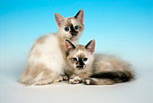 CAT 03 JF0045 01
Two Siamese Mixed-Breed Kittens Huddling On Seamless