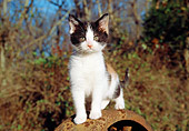 CAT 03 JN0001 01
Calico Kitten Standing On Old Rusty Wheel