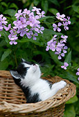 CAT 03 KH0001 01
Black And White Shorthair Kitten In Wicker Basket Looking At Purple Flowers
