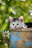 CAT 03 KH0003 01
Tabby Kitten Peeking Out Of Flower Pot With White Flowers