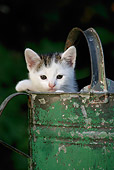 CAT 03 KH0004 01
Tabby Kitten Peeking Out Of Green Watering Can