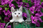 CAT 03 KH0005 01
Tabby Kitten Peeking Out Of Green Watering Can By Purple Flowers