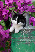 CAT 03 KH0006 01
Black And White Kitten Peeking Out Of Green Watering Can By Purple Flowers