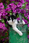 CAT 03 KH0007 01
Black And White Kitten Peeking Out Of Green Watering Can By Purple Flowers