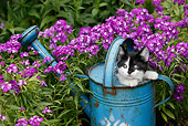 CAT 03 KH0008 01
Black And White Kitten Peeking Out Of Blue Watering Can By Purple Flowers