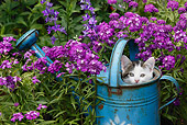 CAT 03 KH0009 01
Tabby Kitten Peeking Out Of Blue Watering Can By Purple Flowers