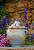 CAT 03 KH0010 01
Tabby Kitten Peeking Out Of Flower Pot By Purple Flowers And Stone Wall