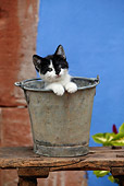 CAT 03 KH0013 01
Black And White Kitten Peeking Out Of Metal Bucket On Wooden Table By Blue Wall