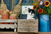 CAT 03 KH0014 01
Black And White Kitten Peeking Out Of Wooden Box By Flowers And Flower Pots
