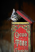 CAT 03 KH0016 01
Gray Tabby Kitten Peeking Out Of Tin Box