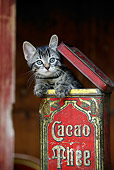 CAT 03 KH0017 01
Gray Tabby Kitten Peeking Out Of Tin Box