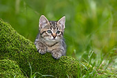 CAT 03 KH0024 01
Tabby Kitten Peeking Over Mossy Tree Trunk