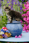 CAT 03 KH0027 01
Tabby Kitten Standing On Blue Flower Pot On Table By Pink And Purple Flowers