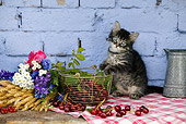 CAT 03 KH0028 01
Tabby Kitten Sitting On Plaid Cloth By Basket Of Cherries And Bouquet Of Flowers By Blue Brick Wall